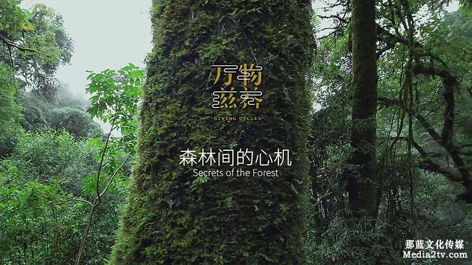 纪录片:万物滋养第一集森林间的心机