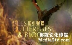 纪录片的字幕效果怎么设计？